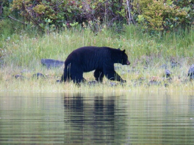 I was watching schools of bait fish winding around in the cove and didn't see him come out of the woods. The first night's anchorage turned out to be a popular promenade. This one had just come from the beauty parlor.