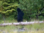 I would always be treated to a show on shore.  This is a dancing sasquatch.