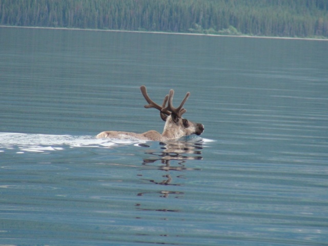 Caribo swimming across the lake