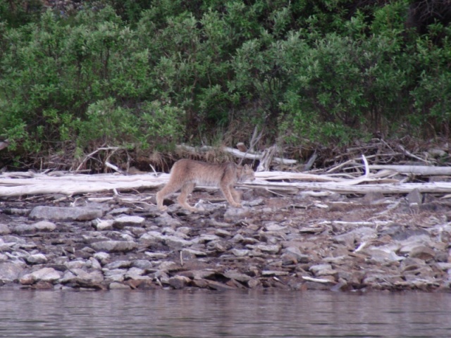 Lynx by anchorage 