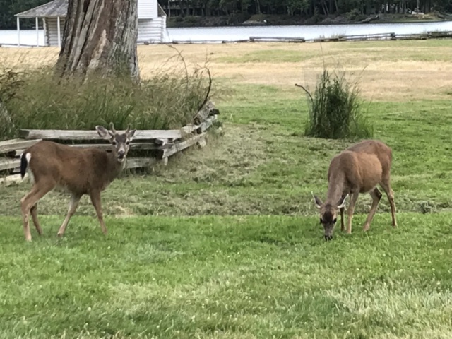 16 - English Camp Deer