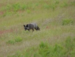 Just after noticing the sign that said Dont feed the Foxes, we noticed this walking our direction