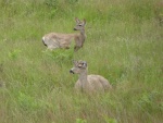 Lots of deer on the island as well