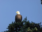 Bald eagle in tree above