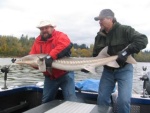 There you have it. One five foot sturgeon aboard for a photo session.