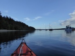 Despite the marina being only about half full, every buoy was full!