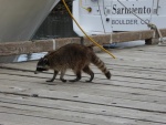 Funny story about this little guy. He literally followed me back to the boat from my hike, and I didn't even realize it until I got to my boat and as I was crawling onto it, he was there too trying to climb onto my bow!  I passed a woman on the dock walking back who wasn't paying much attention and she later told me she thought it was my dog following me!