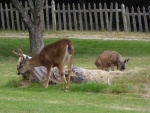 The fawn on right was born with birth defect and cannot walk very well. Park Ranger said they didn't expect it to make it this long!