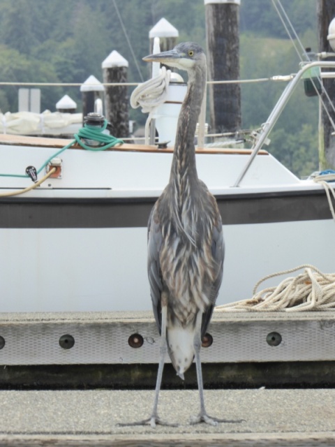 This guy stood on the dock next to me for about 30 minutes. Wasn't too bothered by the people walking up and down the docks.