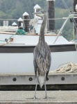 This guy stood on the dock next to me for about 30 minutes. Wasn't too bothered by the people walking up and down the docks.