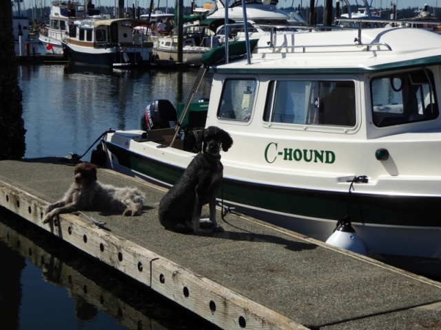 The hounds of C-Hound