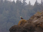 Bald eagle on the rocks next to the boat