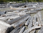 Lots of driftwood to examine.