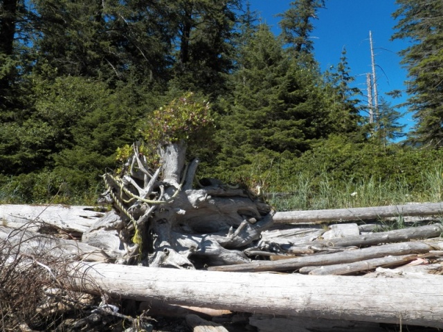 Driftwood studies.