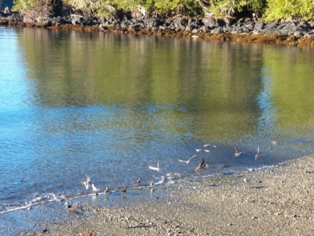 It was easy to get close to the sandpipers, but they seemed to always fly away when I lifted my camera.