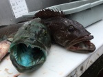 A blue lingcod next to a regular lingcod.  Even the guts were blue.