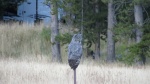 Photo by Kevin.  Great Grey owl.  Between the Marina & Campground we have seen a single great grey owl for more than 10 years.  This year there was a family of them.