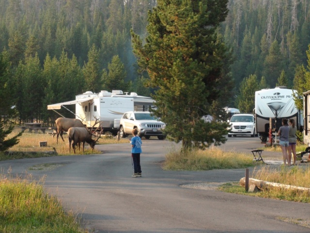 Elk in the campground