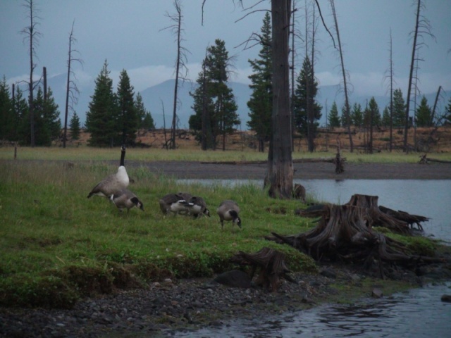 Guardian goose at Eagle Bay