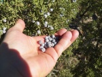 Juniper berries for sauerkraut or gin.