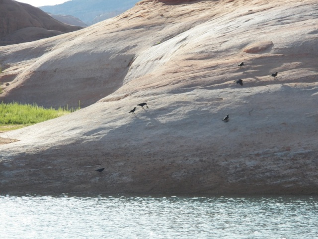 Ravens causing a ruckus. 