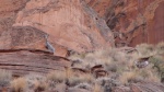 Sheep in Ceder Canyon