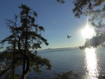 Hiking along the newly discovered Fox Cove Ridge Trail, I hear the sound of an airplane coming in low and hot.  I got the camera ready, and barely snapped this photo in time.