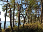 Trees on the South West end of the island, near Shallow Bay