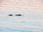 Lots of muskrats along the shore in the evening.