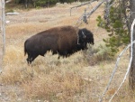 Highlight for Album: Lake Yellowstone