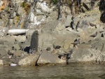 Some Black Oystercatchers along the shore