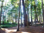 Forest typical of the San Juan Islands