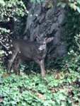 Deer at Roche Harbor