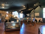 The Whale Museum