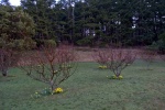 Daffodils in bloom under the apple trees