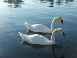 Port Sidney Marina Swans