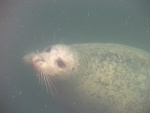 Port Sidney Marina Seal