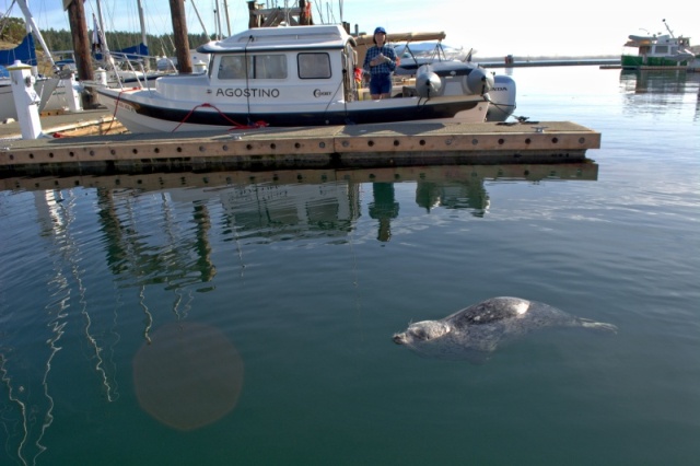 The local harbor seal, Popeye.  Apparently, she's about 30 years old now, and recently went missing for a couple of months, according to some intel that Chad received from locals.