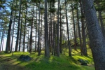 James Island trees