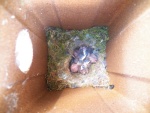 I wasn't the only one who had a birthday on Sunday.  These are Chickadees.  The inside of the nest box 3.5 x 3.5 inches.