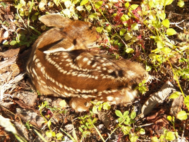 Day one for a fawn hiding in the wild strawberries next to the garage.