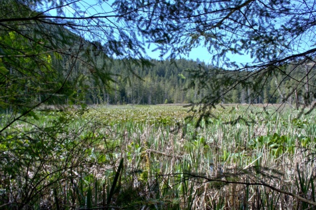 Finally found the lake. But mostly covered with lily pads from this side.