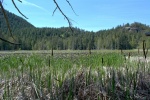 A better view of the lake, apparently covered entirely by lily pads.