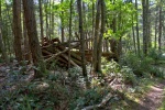 Remnants of an old cabin