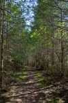 One last stroll through the magestic song bird lane.