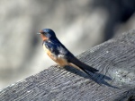 Friendly little bird on the dock railing