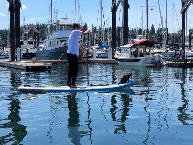 Guy paddle boarding with his cat on Saturday