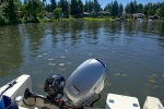 Found refuge in 2.5 feet of water in Cozy Cove south of Kirkland, away from the hundreds of wakeboard and skiboats