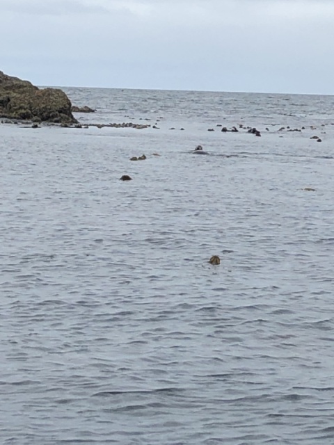 Dots are sea otters