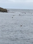 Dots are sea otters